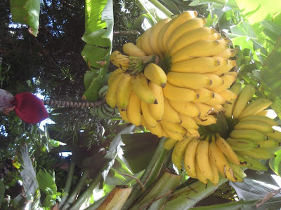 Ripen Bananas, Bananas on the Stalk, Bananas, How to Ripen Bananas on the Stalk, Banana Facts, Banana's Nutriton, pictures of ripening banana stalks