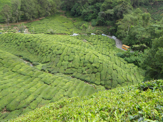 Ladang Teh BOH Sg. Palas, Cameron Highlands