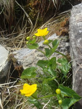 Ranunculus Thora (Erba tora)