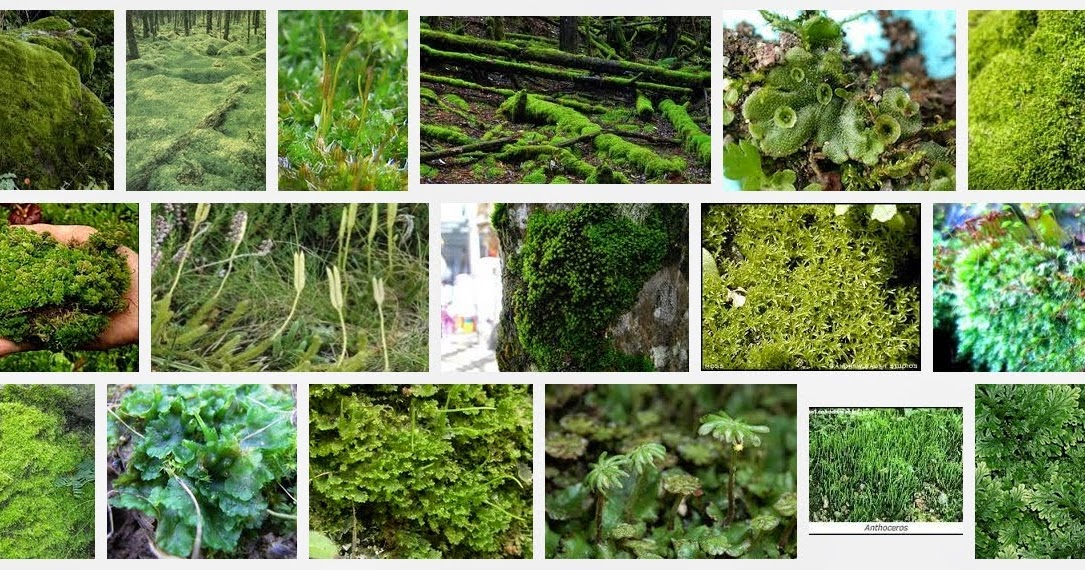 Sejarah Biologi Pengertian Dan Definisi Tumbuhan Lumut