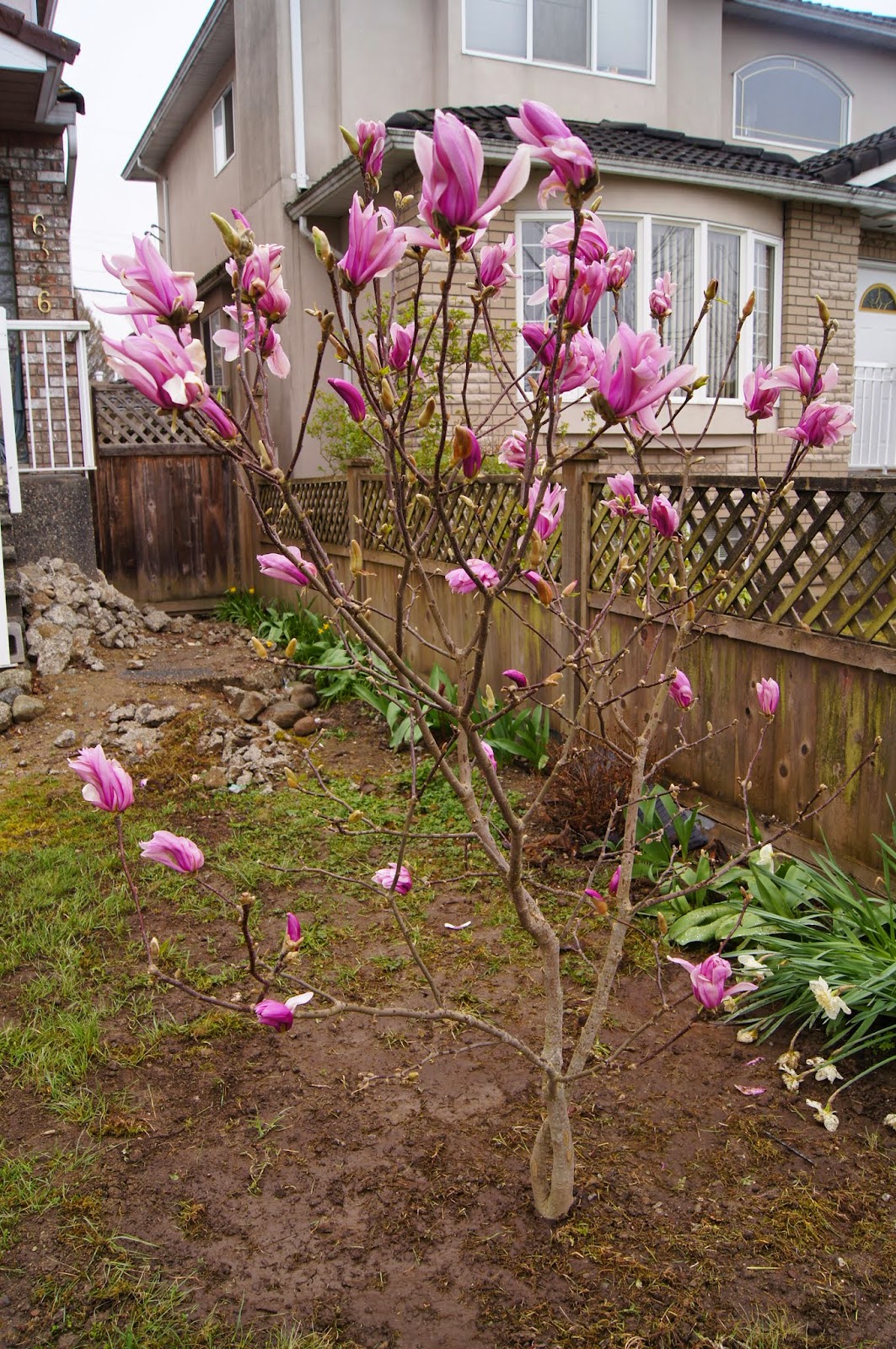 Mashed Thoughts Magnolia 'Susan' Year 5