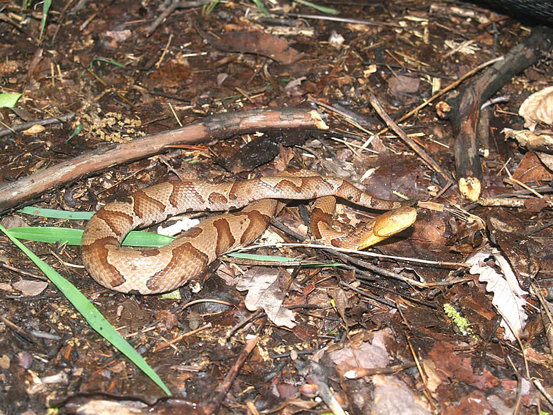 Endangered New Jersey New Jersey's Two Venomous Snakes