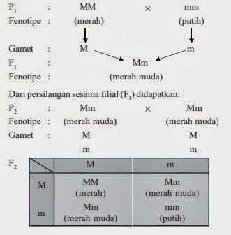 Contoh Persilangan Monohibrid Intermediet Trik Tata Cara