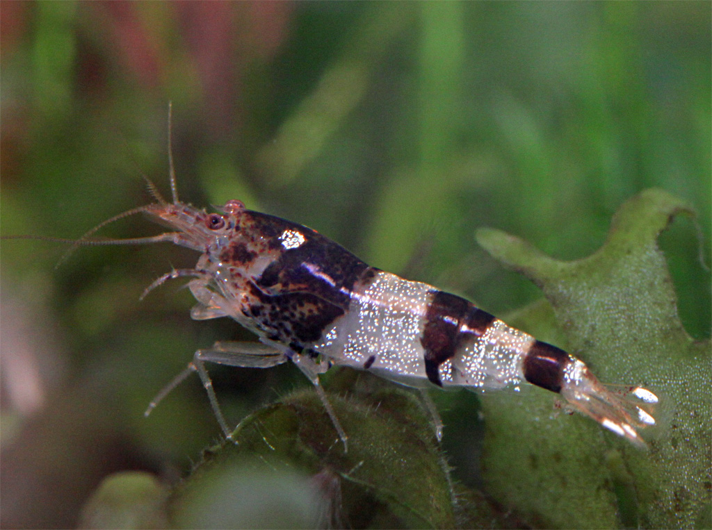 JOE'S AQUAWORLD FOR EXOTIC FISHES MUMBAI INDIA 9833898901 shrimps and