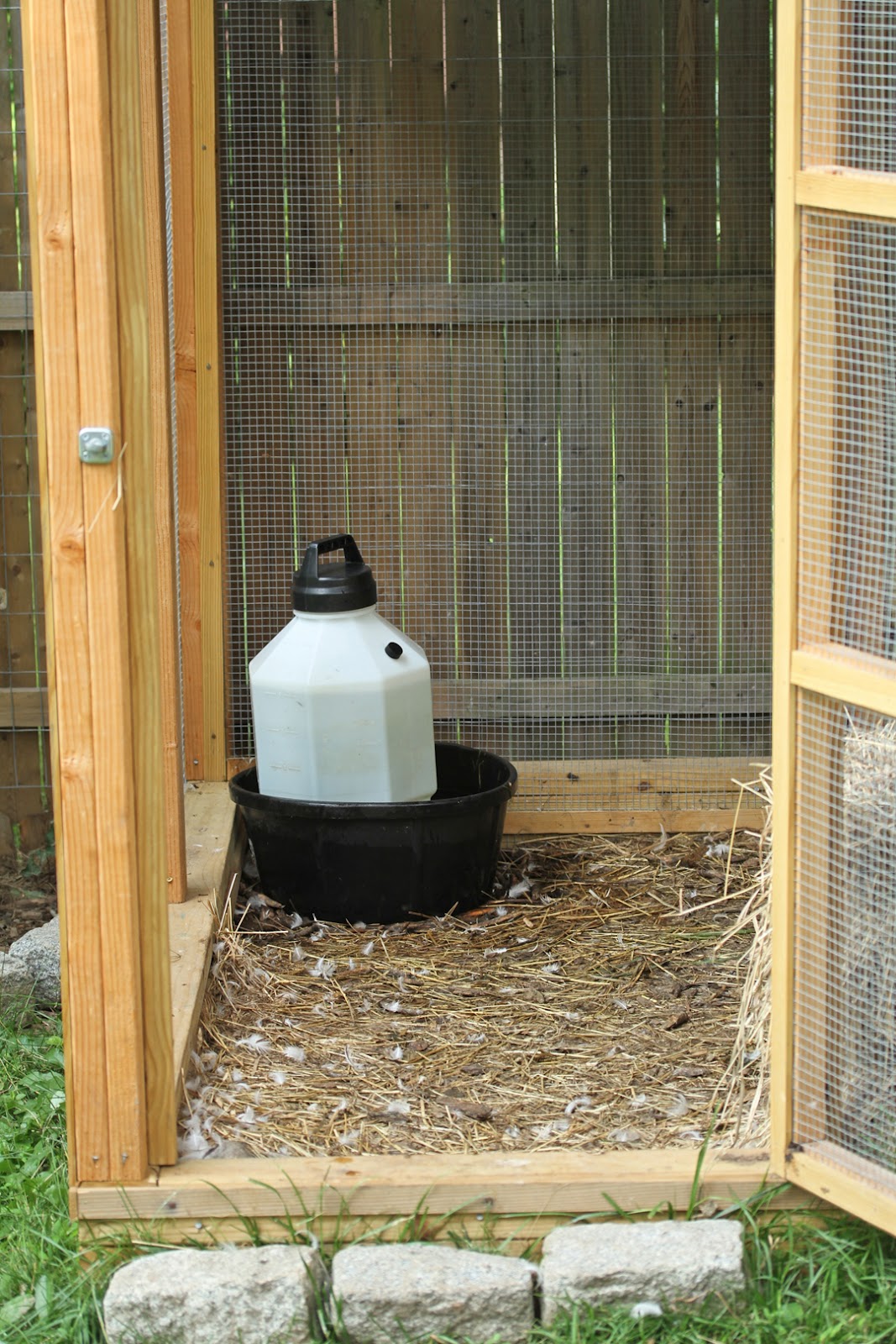 Makin' it with Frankie Watering Solution for Ducks