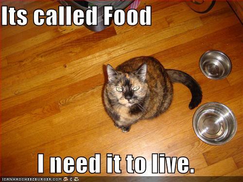 Cats Food And Water Separate Cats Food And Water Separate