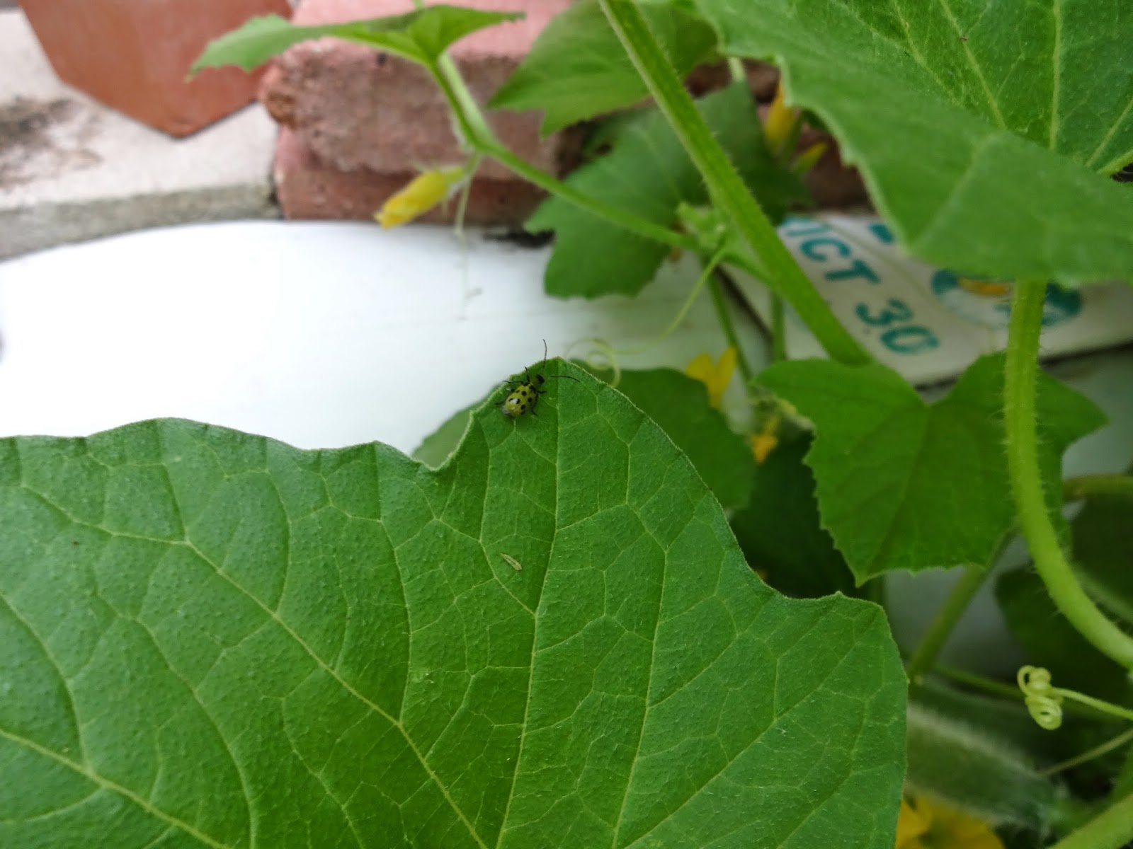 The Scientific Gardener Cucumber Beetles