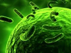 bakteri terapi penyakit gonore