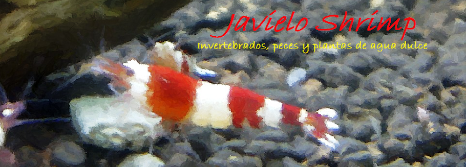 Javielo Shrimp