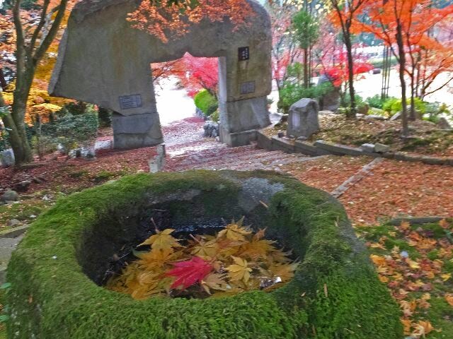 苔むした手洗水の中、もみじの葉が綺麗だった。 苔むした手洗水の中、もみじの葉が綺麗だった。
