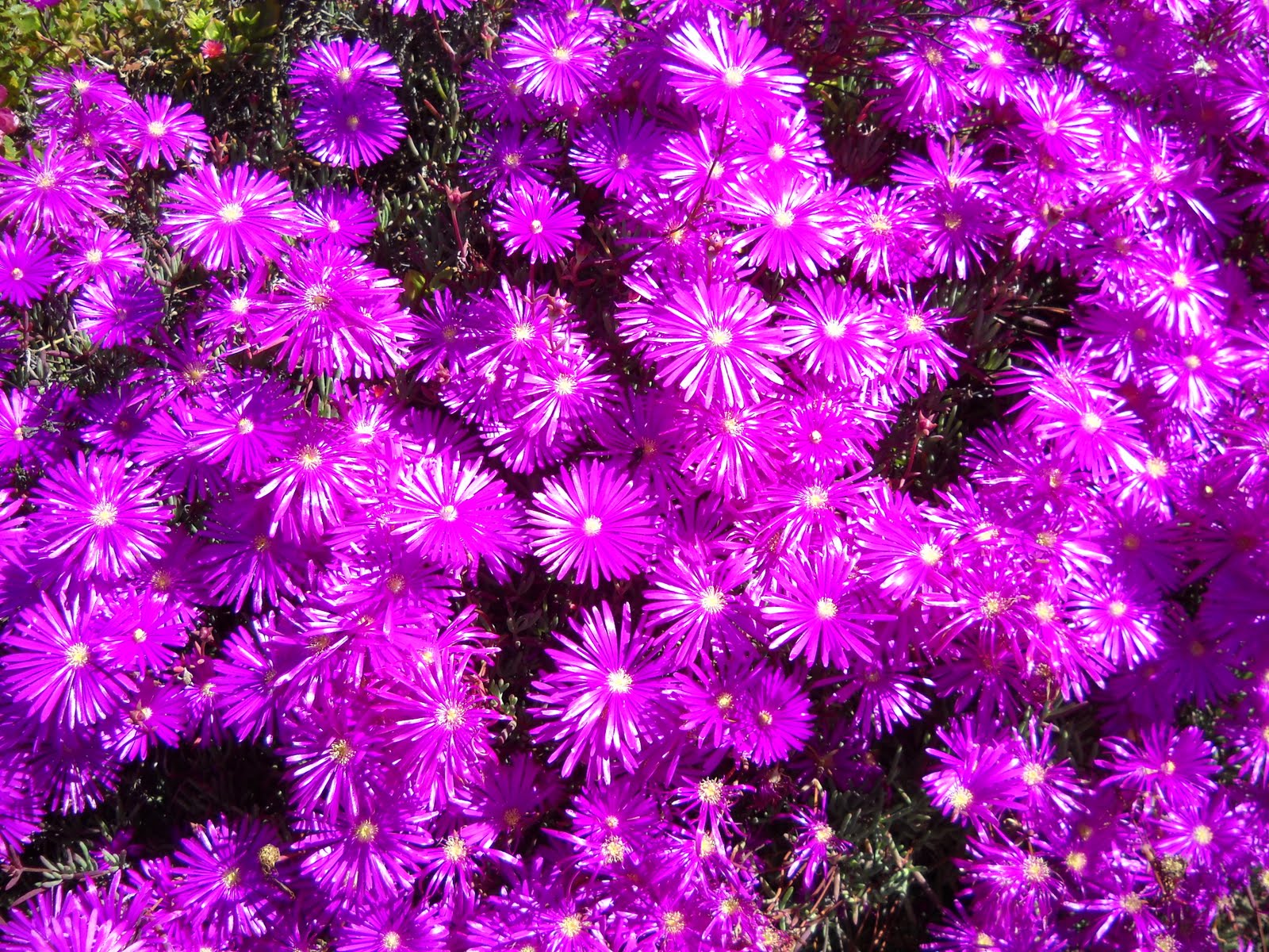 Rockchaser Retina Scorching Flowers of San Diego