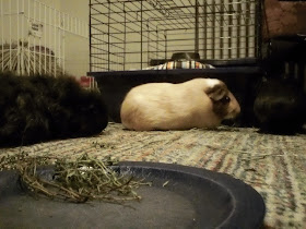 Cavy Savvy: A Guinea Pig Blog: Ask A Guinea Pig: Why Did My Guinea Pig