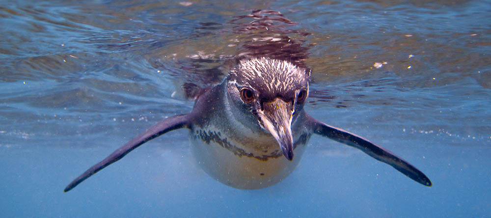 Endangered Earth Blog: Galapagos Penguins