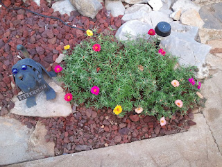 Moss Rose as a ground cover