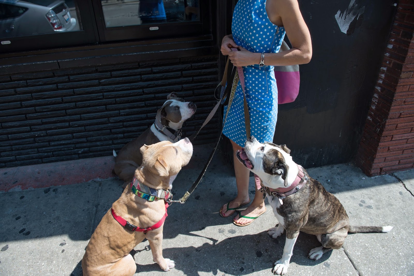 Two Pitties in the City City Dog Learning to Walk Multiple Dogs at