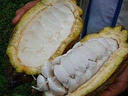 Opened Cacao Pod