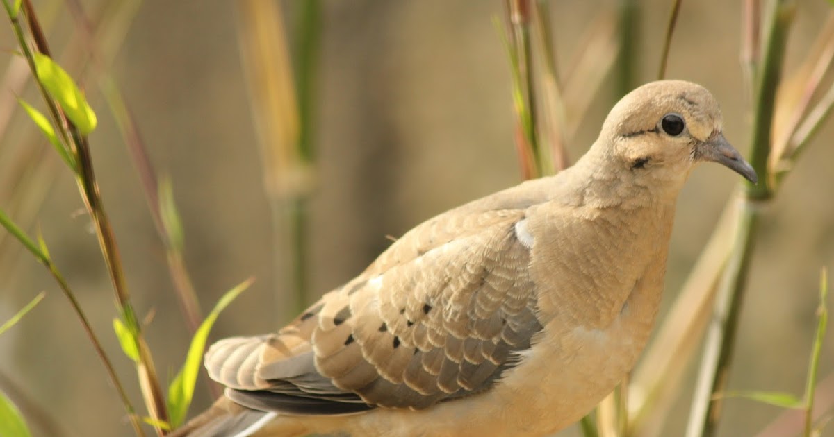 animal a day mourning dove animal a day mourning dove