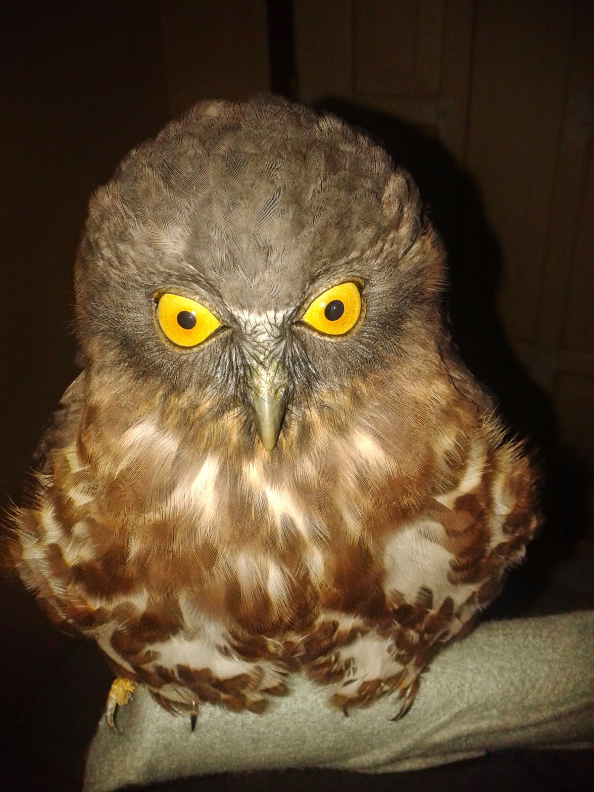 alfredyansyah jual murah burung hantu jenis brown hawk owl atau ninox scutulata daerah jambi alfredyansyah jual murah burung hantu jenis brown hawk owl atau ninox scutulata daerah jambi