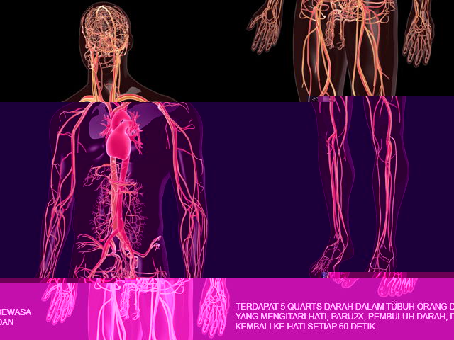 Jaringan Jaringan Pada Tubuh Manusia - Puramoz Shared