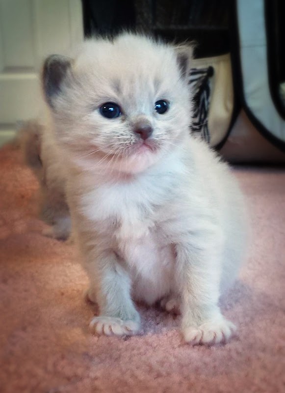 Ginnybear's Ragdolls of New York Available Ragdoll Kittens For Sale