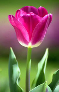 Bunga tulip