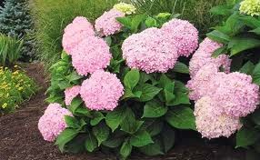 Limelight Hydrangeas In Bloom