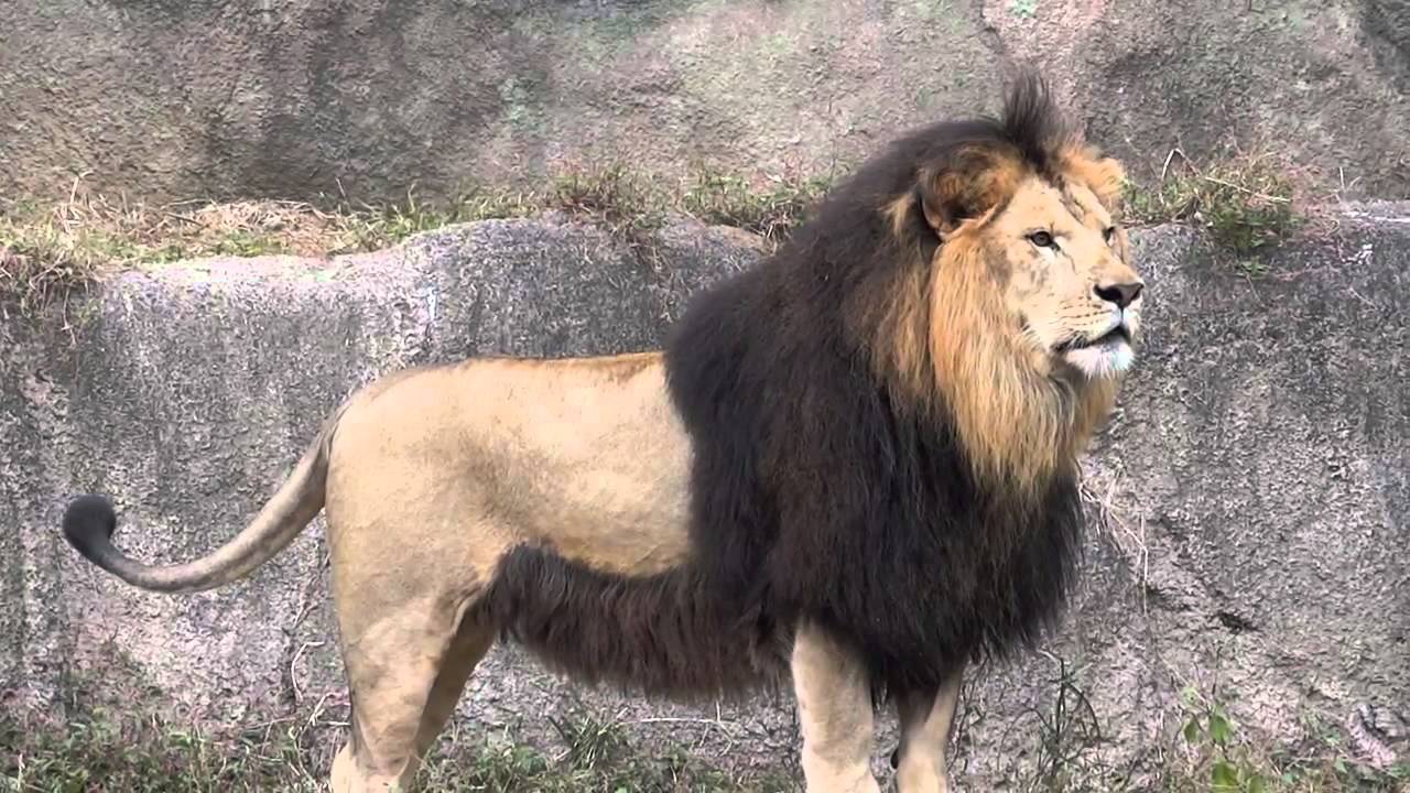 Barbary Lion vs Siberian Tiger | Sports, Hip Hop & Piff - The Coli