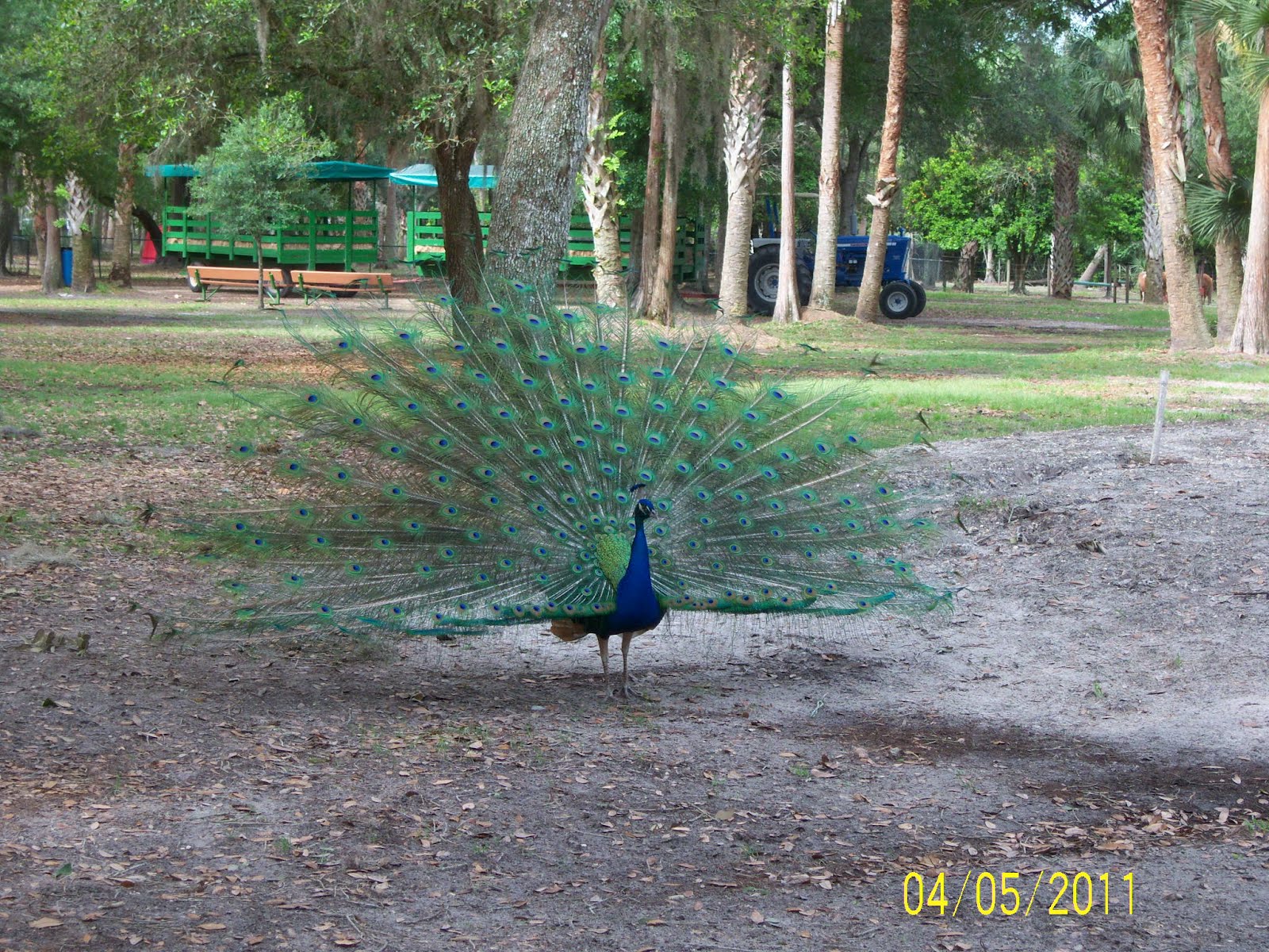 7 Kids and Us Green Meadows Petting Zoo