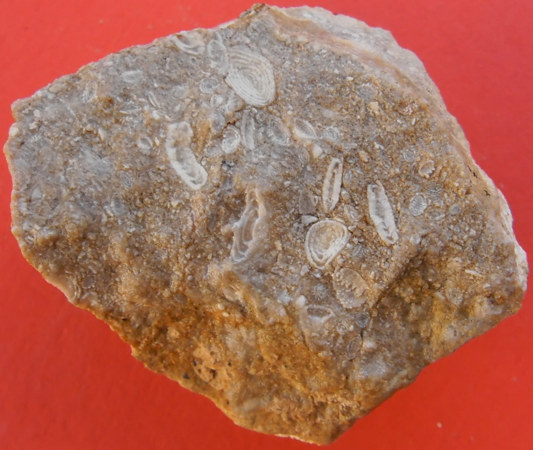 Fossils Pictures Fossil Pictures Foraminifera, Nummulites