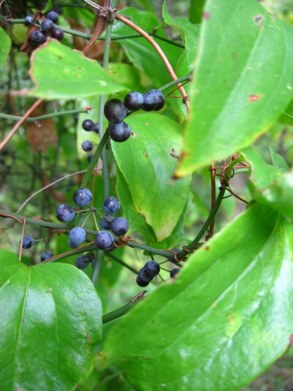 Wahkeena Nature Preserve Berry Buffet