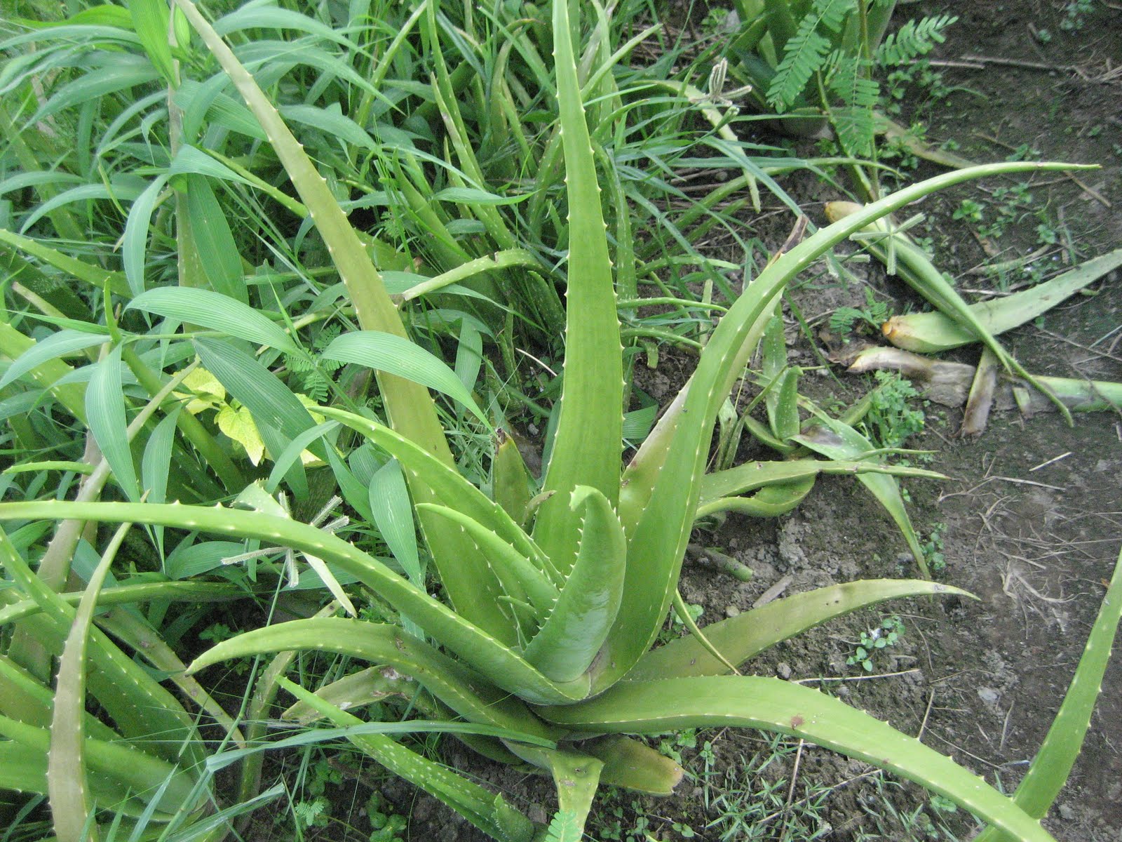 Consumers39; Help Desk: Aloe Vera: So Many Advantages to Let It Go out 