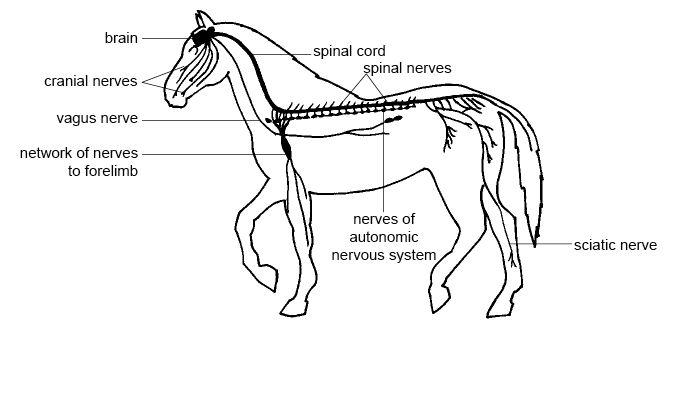 Study of the nervous and endocrine systems of animals - veterinary online