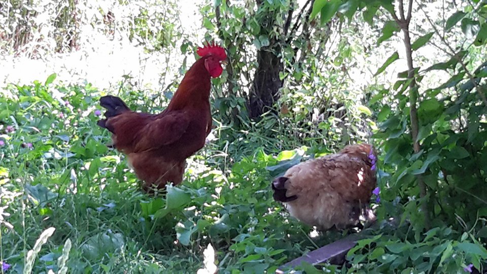 Επιστροφή στη Φύση και στον πρωτογενή τομέα παραγωγής