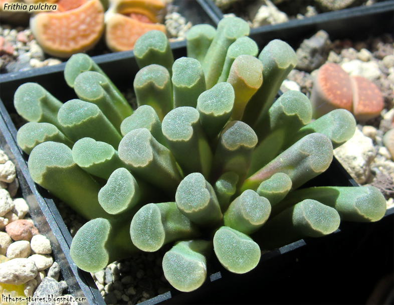 Frithia+pulchra_003.jpg