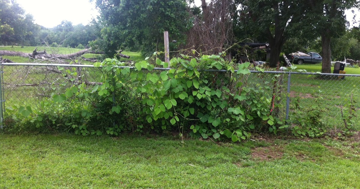 Love my Mobile Bay KUDZU IS EATING MY FENCEHELP