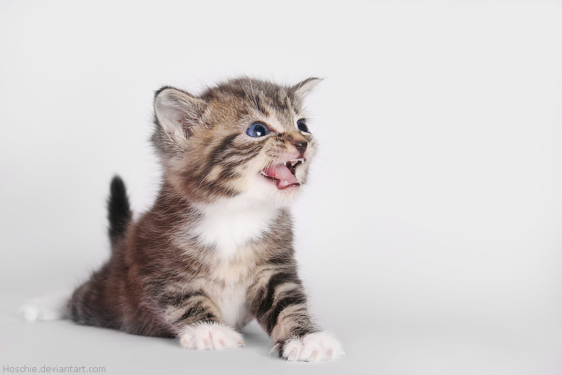 Baby Dogs And Cats Games Baby Dogs And Cats Games