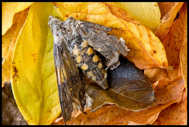 Moth; Autumn; Leaves