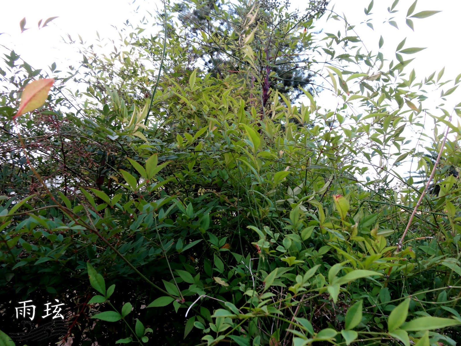南天竹 小蘗科 雨玹 痞客邦