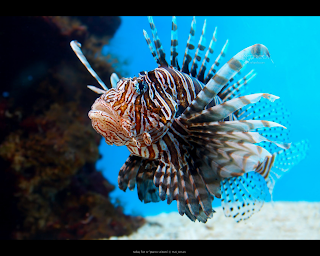 lion fish animal lionfish wallpaper