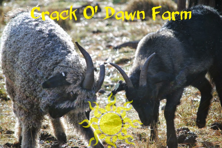 Crack O' Dawn Farm