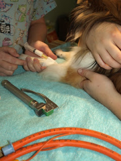 Teardrop receives an injection of an IV anaesthetic.