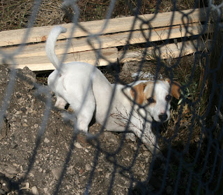 Caught playing in the soil pile Caught playing in the soil pile