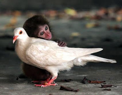 monky+dove.jpg