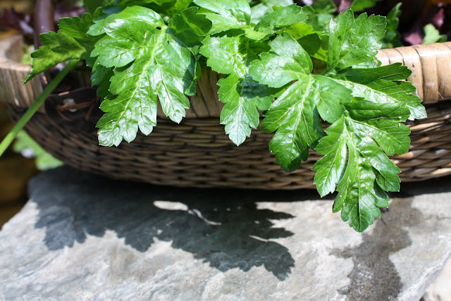 Italian Flat-Leaf Parsley, my Grandmother's gathering basket, image by LeAnn for linenandlavender.net Italian Flat-Leaf Parsley, my Grandmother's gathering basket, image by LeAnn for linenandlavender.net