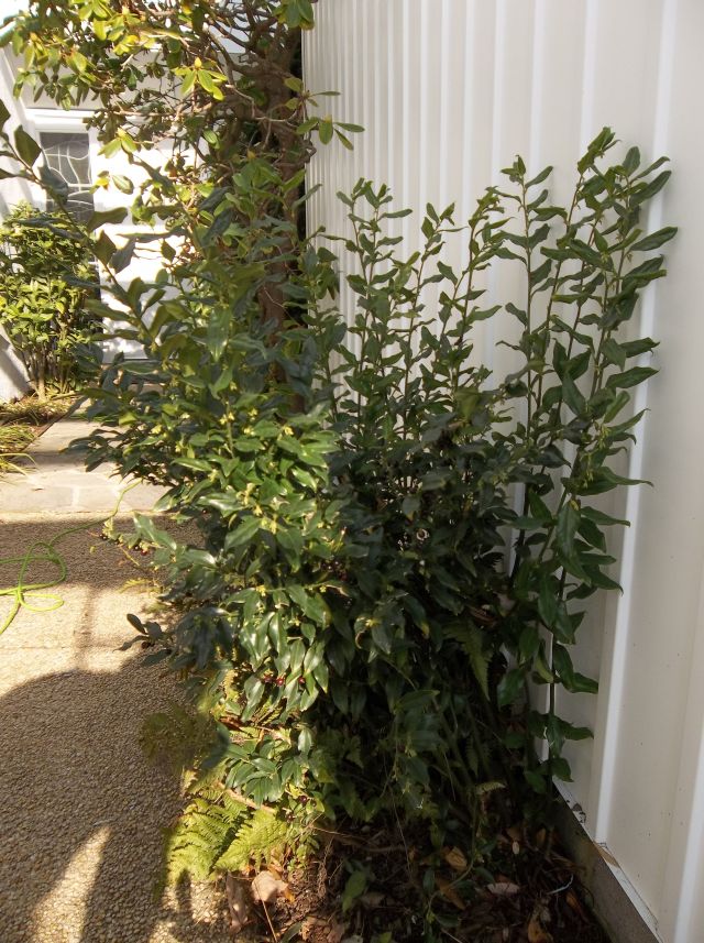 Gwenfar S Garden And Other Musings