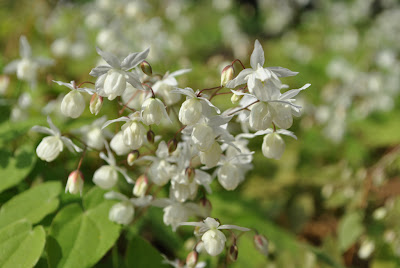 Горянка пышная (Epimedium × youngianum Niveum)