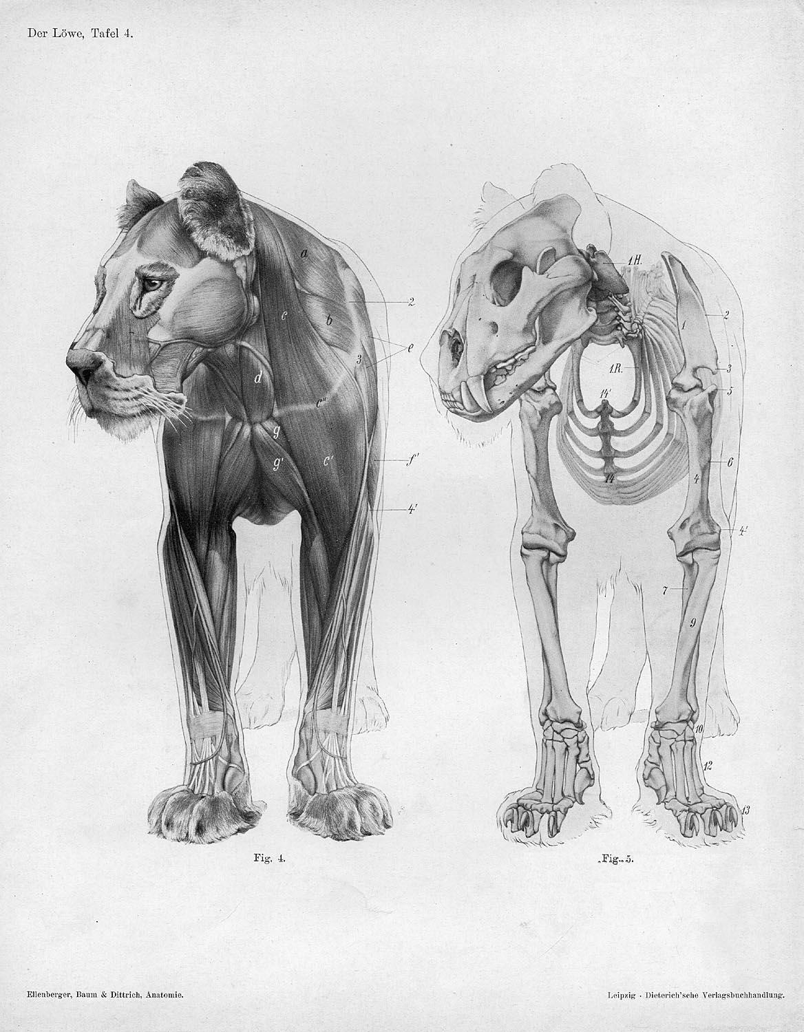 Male Lion Anatomy