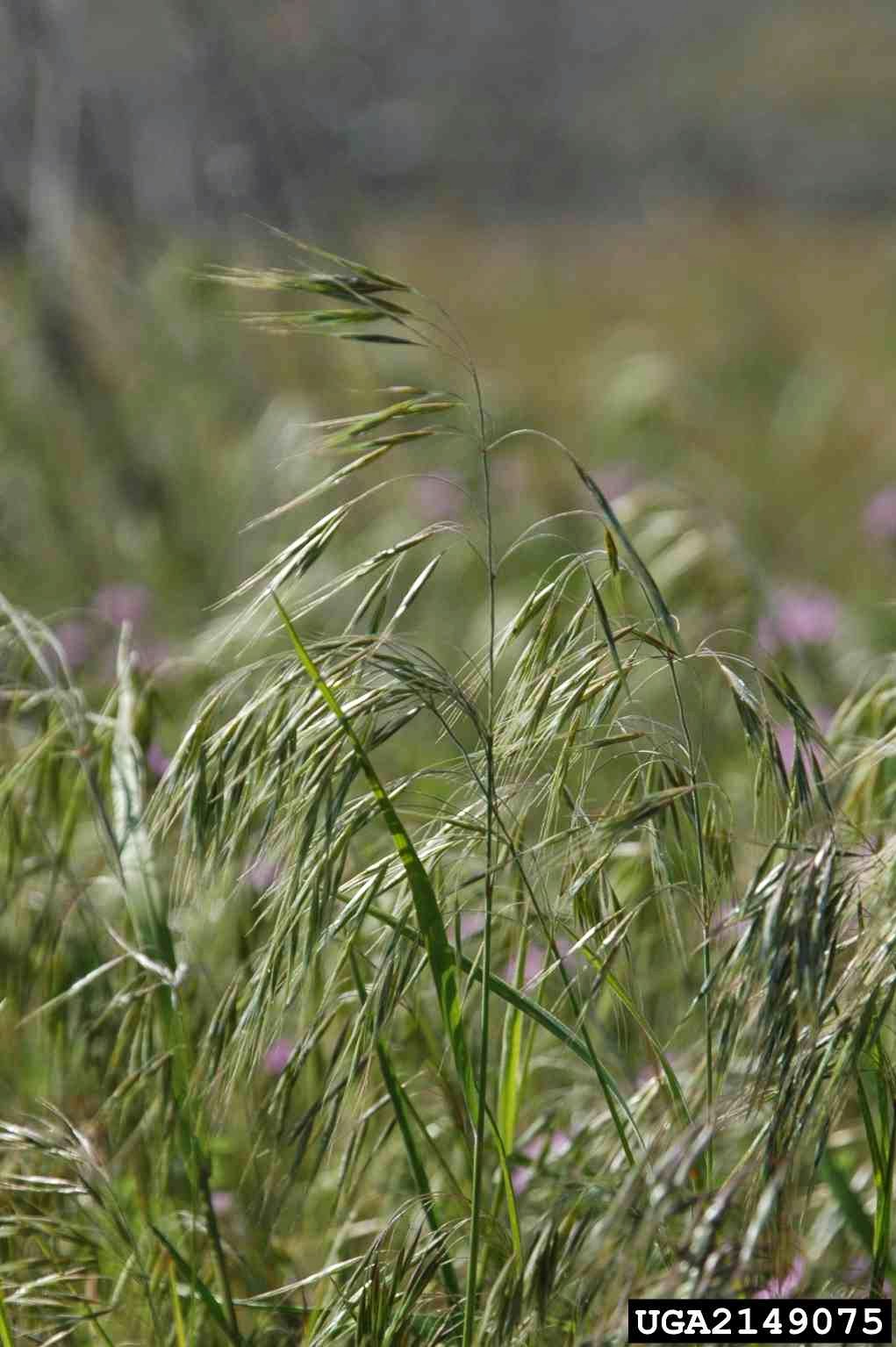 Montana Spraying Company; Weed Control in Bozeman, MT The White Pine