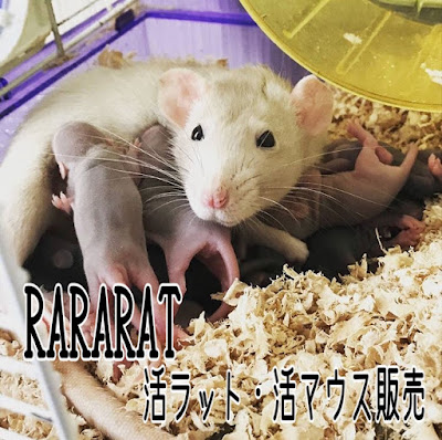 Rararat 活ラット 活マウス販売