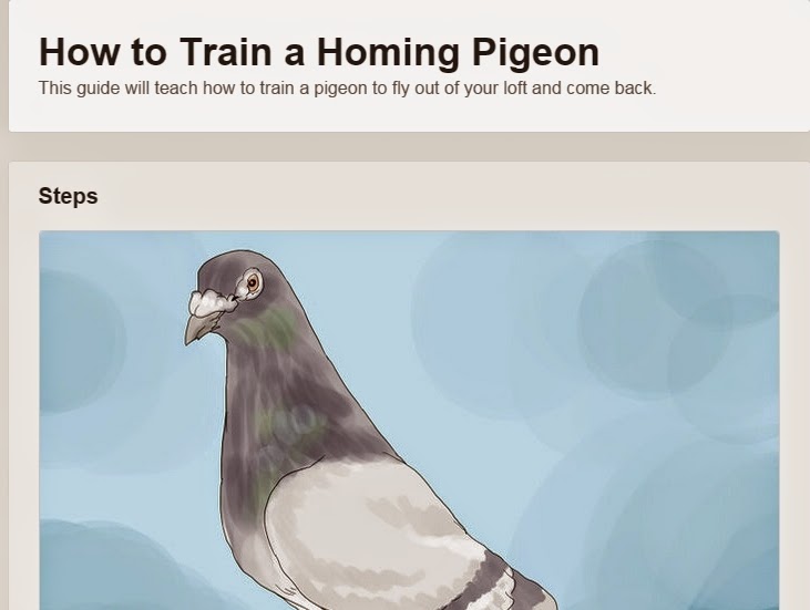 101 Proofs For God 84 Homing Pigeons